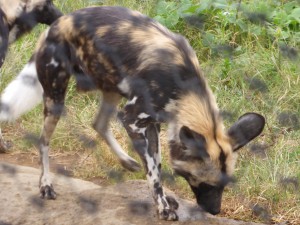 リカオンwilddog