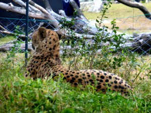 チーターがシマウマを見てる